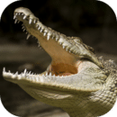 终极鳄鱼模拟器破解版 v1.0