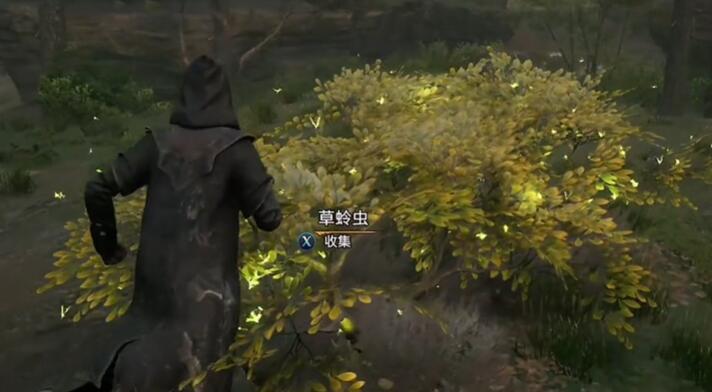 霍格沃茨之遗全植物获取位置