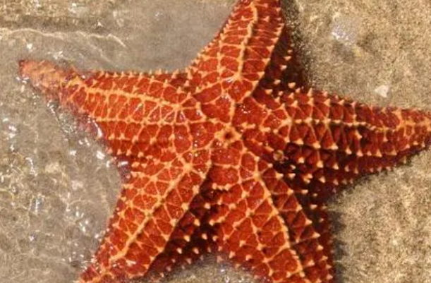 神奇海洋科普问答3月30日答案